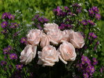 Roses For All My Friends On DN
