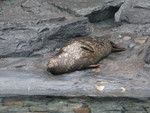 Seal Taking a snooze