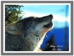 1 Wolf  for my Friend Katehatheway
