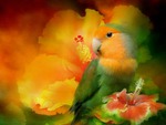 Cute Parrot