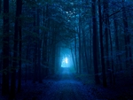 Dark Blue Forest