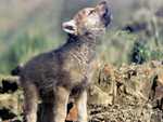wolf cub