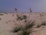 Hardy grass of the desert