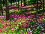 Flower Carpet