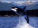 Killer Whale Jumping