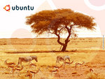 Wild ubuntu