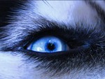 husky eye