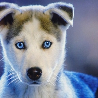 Siberian Husky puppy