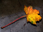 Autumn_Leaf