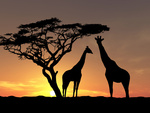 Giraffes at sunset