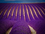Carpet of Lavender