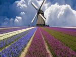 Windmill Lavenders