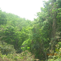 A dense forest