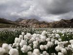 cotton grass field
