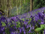 bluebell forest