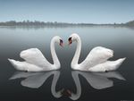                Swan  Look