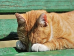 sleeping cat