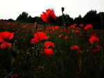 field of red