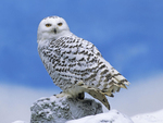 Snow Owl