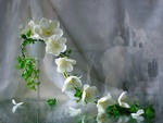 White fragrance