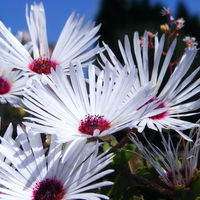 Daisies on the roof.