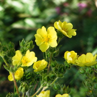 yellow flowers for you.