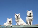 White dog trio