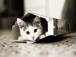 Sweet cat in box