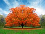 Beautiful Orange Tree