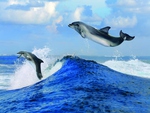 Playful Dolphins