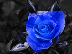 blue rose