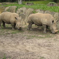 Two Rhinos