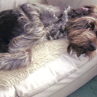 German Wirehaired Pointer