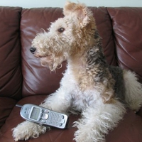 Fox Terrier