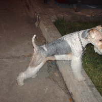 Fox Terrier