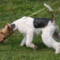 Fox Terrier