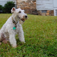 Fox Terrier
