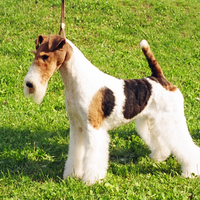 Fox Terrier