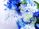  Blue and  white  flowers