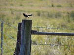 Willy wagtail
