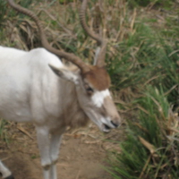 Addax Standing