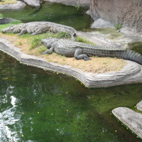 Two Crocodiles