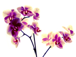 Purple and vanilla orchids for MillyCake2