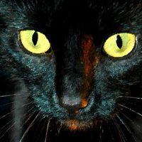 black cat with yellow moon eyes