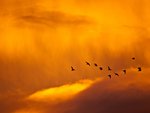 birds in flight