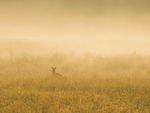  Deer in  the mist
