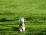 lamb