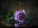 áƒ¦ Purple Rose áƒ¦