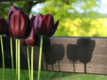 dark tulips
