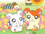 hamtaro!